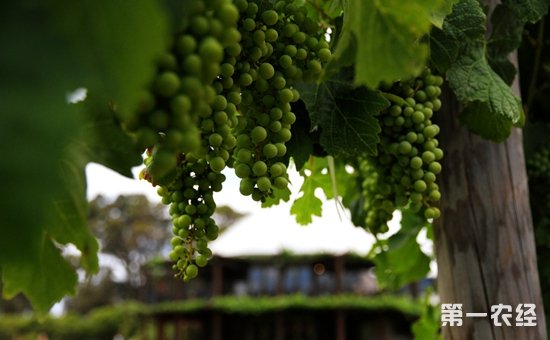 “酒庄葡萄酒”证明商标将授予中国16个酒庄 旨在保护酒庄声誉