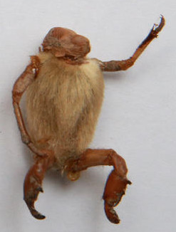 毛猴能通过专利保护吗？