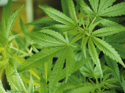 美国将允许人们为部分大麻类制品提交商标注册